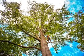 Trusted Mustang, OK Tree Services Experts