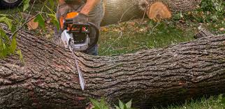 Best Tree Risk Assessment  in Mustang, OK