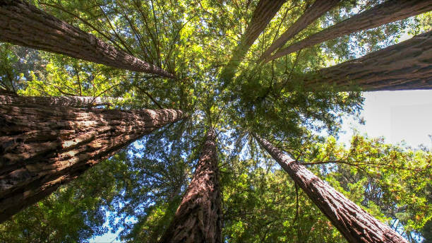 How Our Tree Care Process Works  in  Mustang, OK