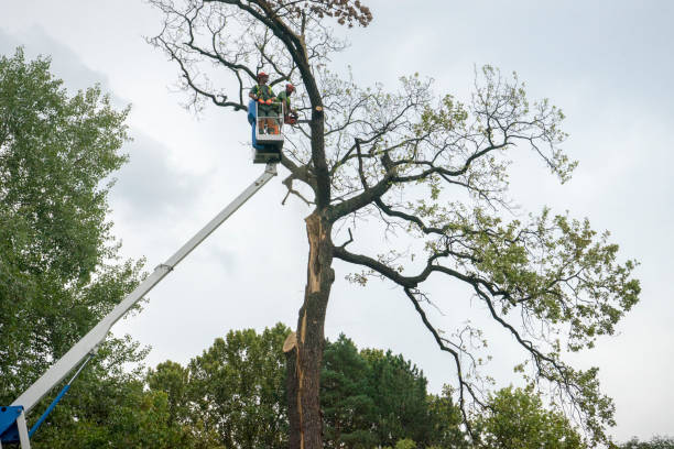 Best Fruit Tree Pruning  in Mustang, OK