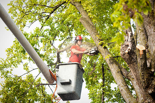 Best Emergency Tree Removal  in Mustang, OK
