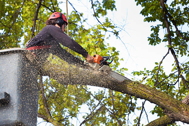 Best Tree Preservation Services  in Mustang, OK
